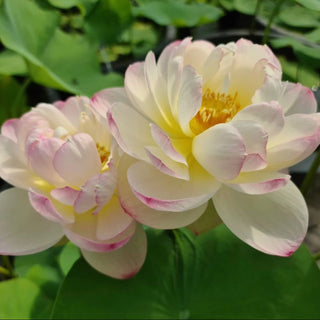 NELUMBO MRS PERRY SLOCUM