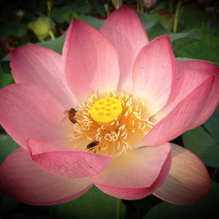 NELUMBO PEI LI ZI CHEN