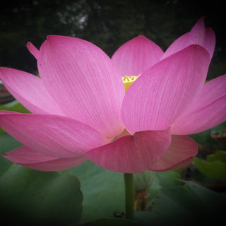 NELUMBO PEKINENSIS RUBRA