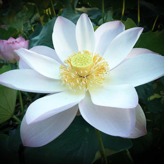 NELUMBO PERRY'S GIANT SUNBURST