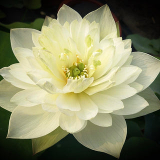 NELUMBO PURE AND CLEAN