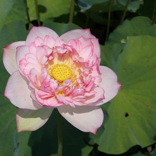 NELUMBO SHEN CAI