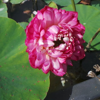 NELUMBO TAO HONG TSU YU