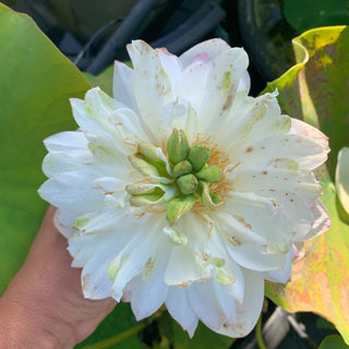NELUMBO GLORIOUS PINK 2