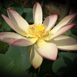 NELUMBO GUIFEI ZUHIJIU