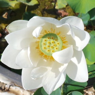 NELUMBO PENELOPE