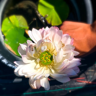 NELUMBO ROSE HERMOSE