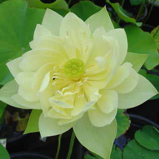 NELUMBO SUNBURST