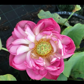 NELUMBO SUPER EXCELLENT
