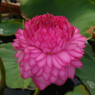 NELUMBO THOUSAND PETALS