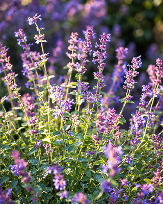 NEPETA RACEMOSA "FELIX"