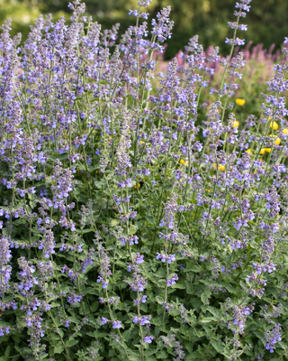 NEPETA FAASSENII "SIX HILLS GIANT"