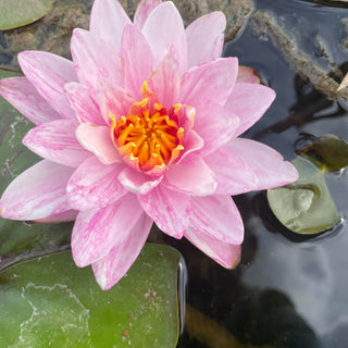 NINFEA BANGKOK CANDY