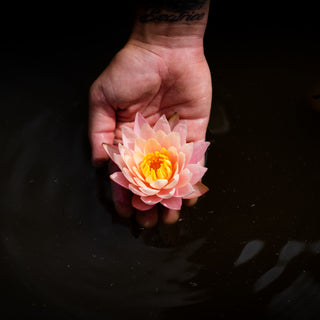 NINFEA BARBARA DOBBINS