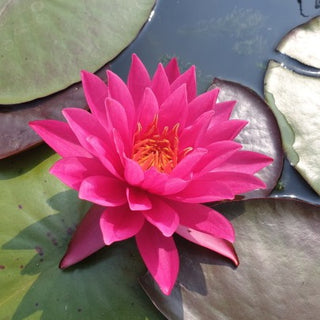 NINFEA BERNICE IKINS