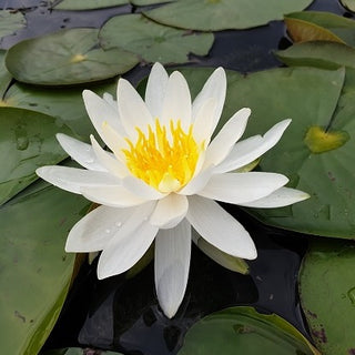 NINFEA CAROLINIANA NIVEA