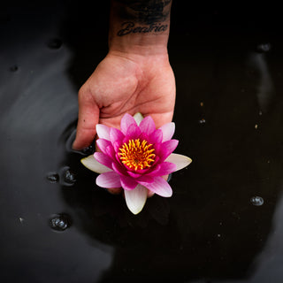 NINFEA CHARLES DE MEURVILLE