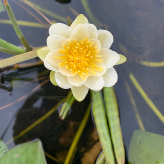 NINFEA JERUSALEM DAWN