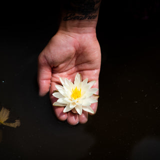 NINFEA LEMON CHIFFON