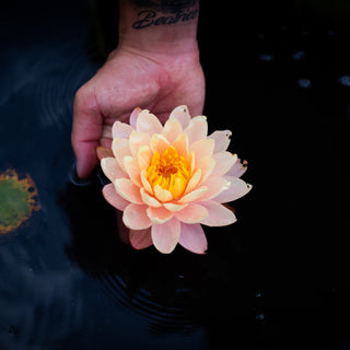 NINFEA MANGKALA UBOL