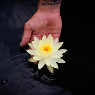 NINFEA MARLIACEA CHROMATELLA