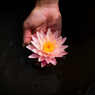 NINFEA PEACHES AND CREAM