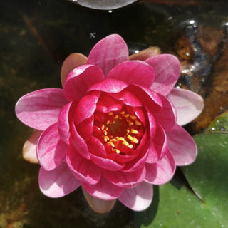 NINFEA PERRY'S BABY RED