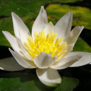 Ninfea Pygmaea alba