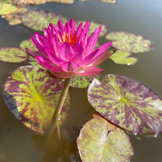 NINFEA SUMANEE GUNA KASEM