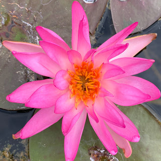 Ninfea Tropic Star