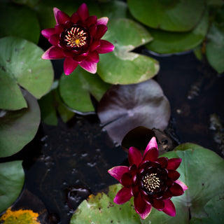 NINFEA BLACK PRINCESS