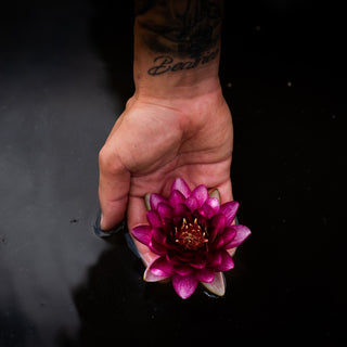 NINFEA BURGUNDY PRINCESS