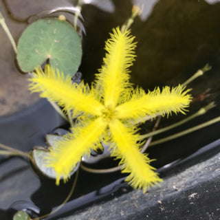 NINFEACEE NYMPHOIDES CRENATA