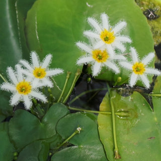 NINFEACEE NYMPHOIDES INDICA