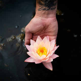 NINFEA GEORGIA PEACH