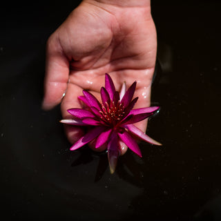 NINFEA HIDDEN VIOLET