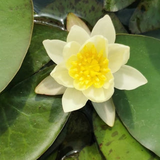 NINFEA NANA PYGMEA HELVOLA