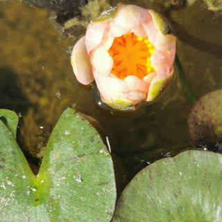 NINFEA NANA SOLFATARE