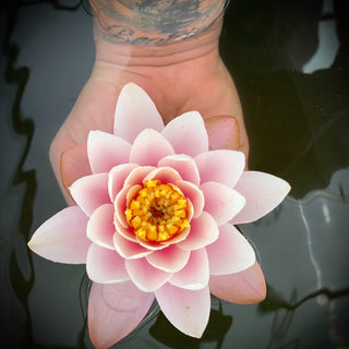 NINFEA ODORATA W.B. SHAW