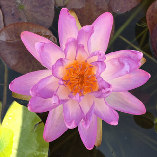 NINFEA SIAM PURPLE 2