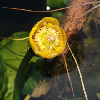 Nuphar Lutea o Nannufero