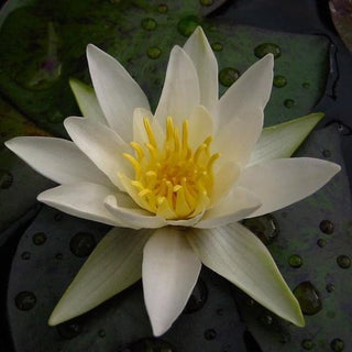 NYMPHAEA HERMINE