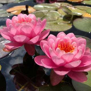 Nymphaea Pink Peony
