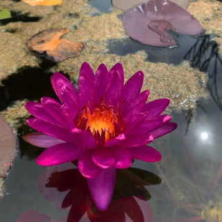 Nymphaea Purple Fantasy
