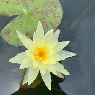 NYMPHAEA MONSELLA