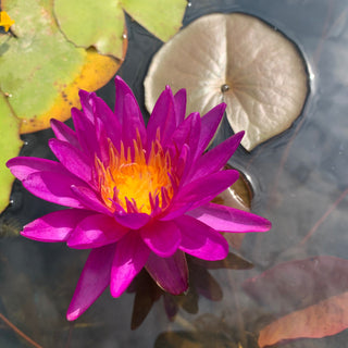 NYMPHAEA PURPLE SILK