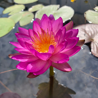 NYMPHAEA RATTANAWADEE