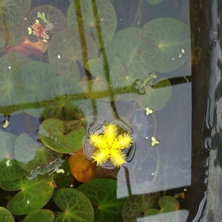NYMPHOIDES GEMINATA