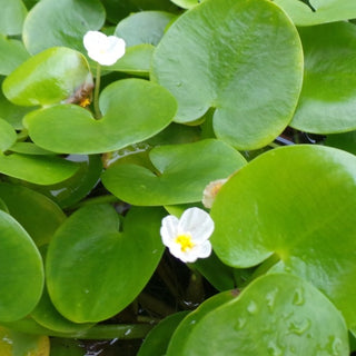 NYMPHOIDES ACQUATICA