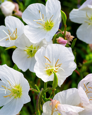 OENOTHERA SPECIOSA "ALBA"
